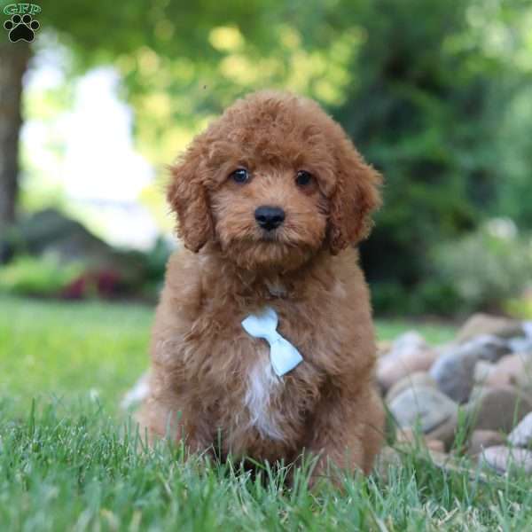 Tucker, Cavapoo Puppy